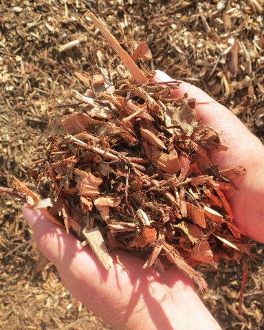 Img 2548 Bush Leaf Mulch